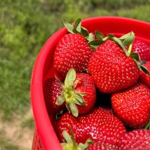 Meet your Posher, Darcy